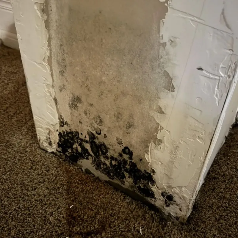 Professional Mold Removal in Flagstaff, AZ